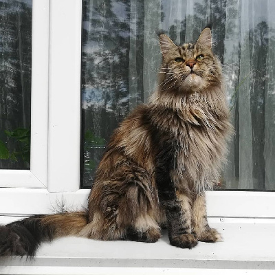 respectcoon Xena