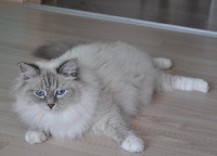 Polina sineglaziy angel