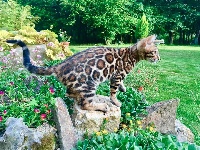 leocats Odett