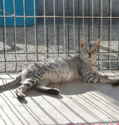 Nami De La Brise Des Pins