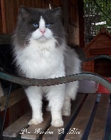 Honoré des bellovaques
