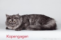 CH. Kopengagen iz odissei