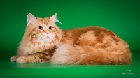 CH. Nafanya siberian samotsvet