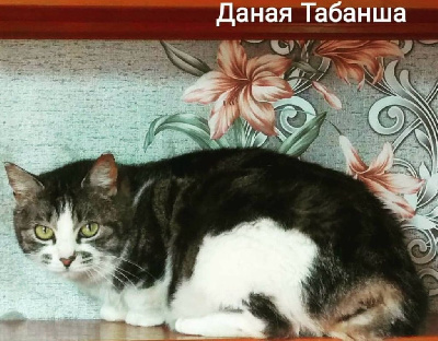 Danaja tabansha
