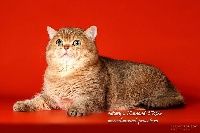 CH. muslincats Timon taurus of diamond pro
