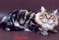 CH. Bogdan volzhskaya krasa