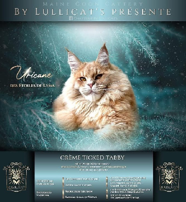 Uricane des étoiles de lyma