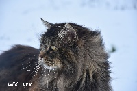 Wild Lynx L'ocelot