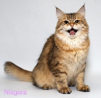 Niagara onix gloria