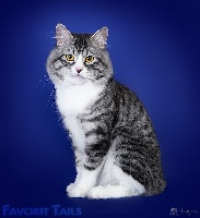 CH. Atim favorit tails
