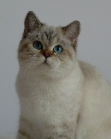 Especially for you von uedem's dreamcats