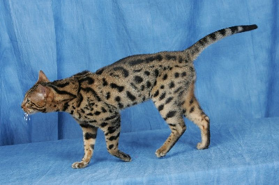 CH. koppiekatz Kougar