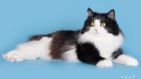 CH. Demyan kunashir-cat