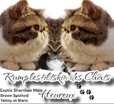 Rumpelstiltskin chatterie des chats heureux