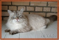 WCH. whiskas assolada
