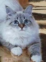 CH. sineglazhyi angel Anis'ya