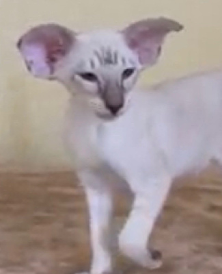 CH. lunar kedi Ferdinand