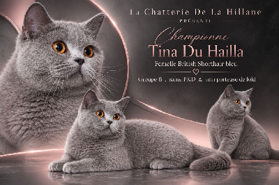 CH. Tina du hailla