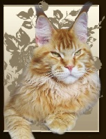 Jacopo rosso caramellocoon