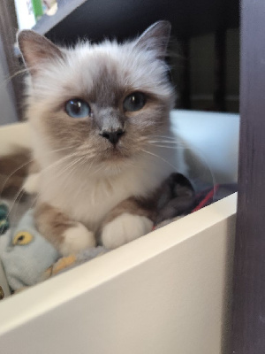 CH. Lady hana navidko navidko
