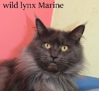 Wild Lynx Marine