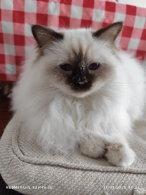 CH. Willow du diablotin