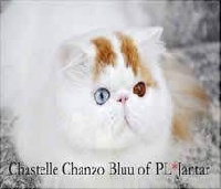 chastelle Chanzo bluu