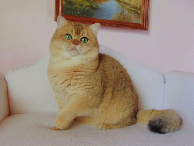 CH. Xantos golden gentle fur