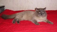 Gr. ch. int. eseniy sibirskoye chudo
