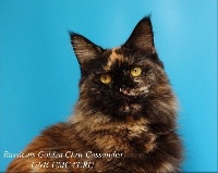 russicats Goldenclaw cassandra