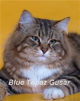 CH. blue topaz Gusar