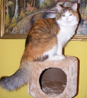 CH. Galina sibirela