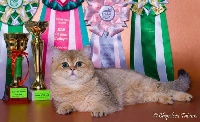CH. Stive golden breeze