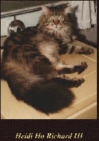 CH. heidi ho Richard III