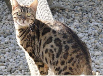 Bijou du bengal larissa
