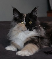 Nitta akira des chatalans