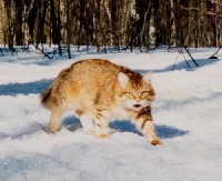 CH. kuzma Lutvik