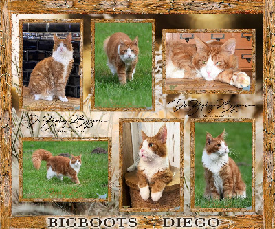 bigboots Diego