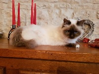 Nafaghi D'Ombre Et De Lumière