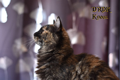 The queen of the darkness (dite quenny) De La Tendre Montagne
