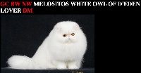 CH. Gc bw nw dm cfa melositos white owl of eden lover