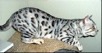 koppiekatz Silversir of simplysimes
