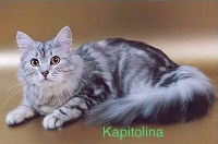 CH. Kapitolina volzhskaya krasa