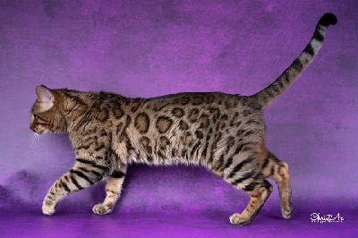 CH. golden wild cats Galahad