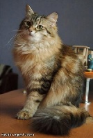 neva's legend Docha