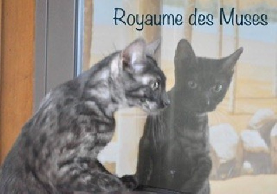 Phelyndra Smoak  du Royaume des Muses