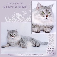 CH. Ruslan of taurus
