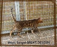 Magic Bengal Great design