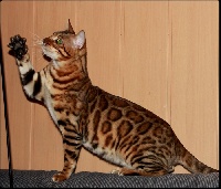 CH. Elysor Oghandi of Hypnotic'Bengal