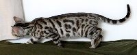 CH. kingsmark Trinity (silver)